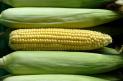 Organic sweet corn