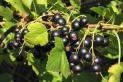 IQF Conventional Blackcurrant