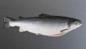 Norwegian salmon  SEABORN