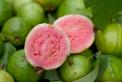 Guava juice - bulk